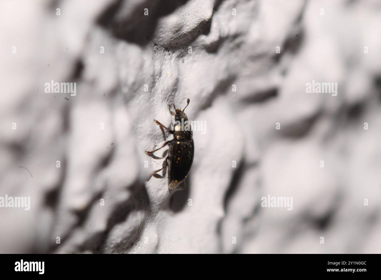 Common Pollen Beetle (Brassicogethes aeneus) Insecta Stock Photo - Alamy