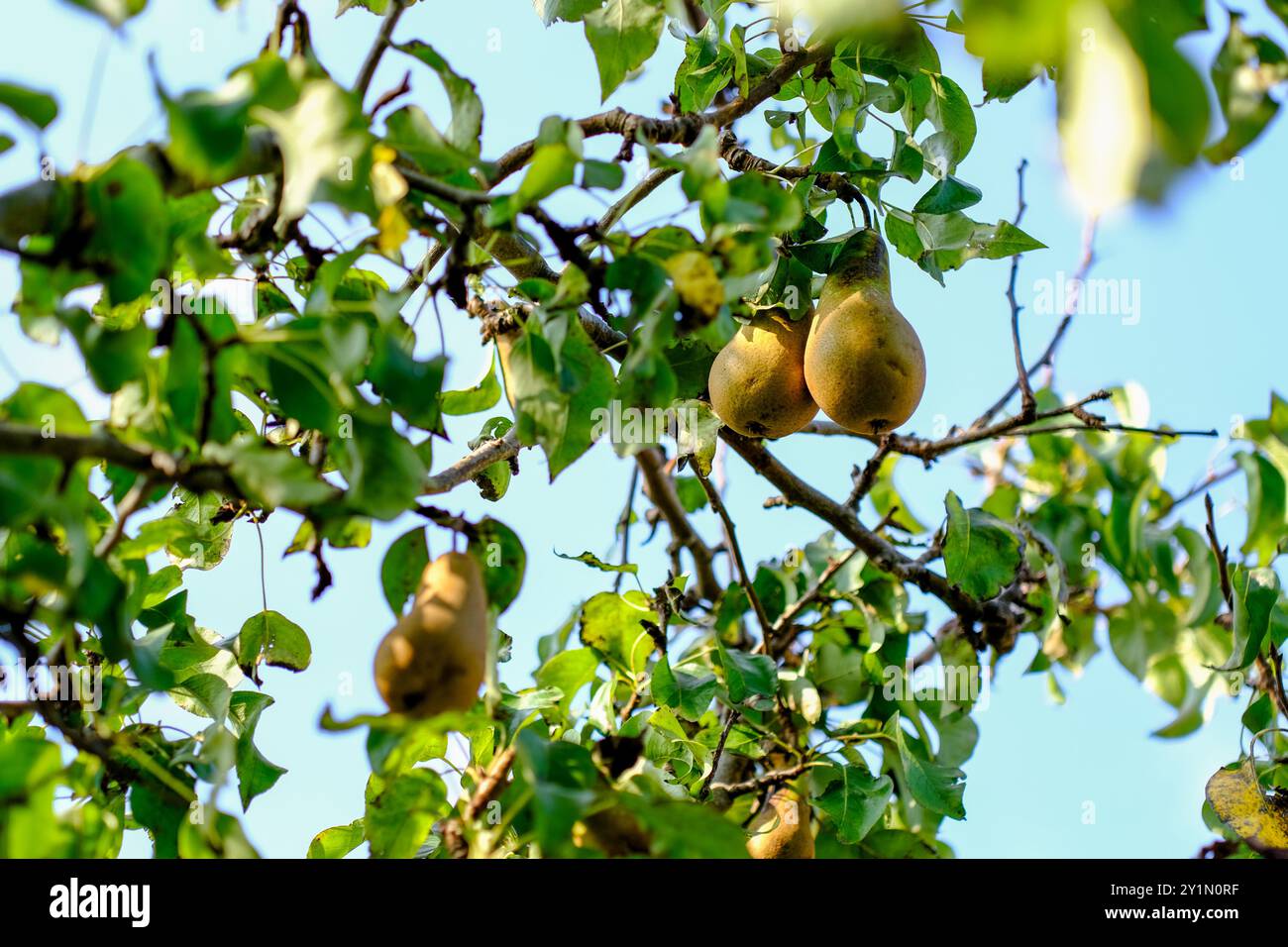 Pears growing on a tree, in sunshine Stock Photo
