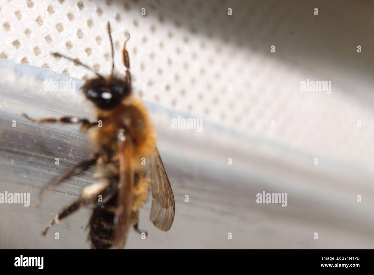 Mining Bees (Andrena) Insecta Stock Photo - Alamy