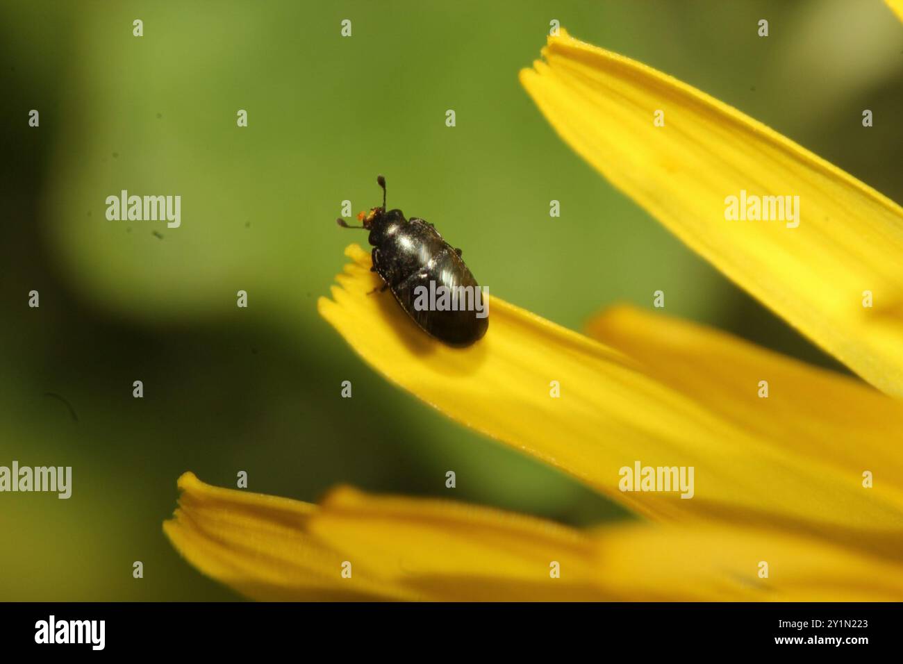 Common Pollen Beetle (Brassicogethes aeneus) Insecta Stock Photo - Alamy