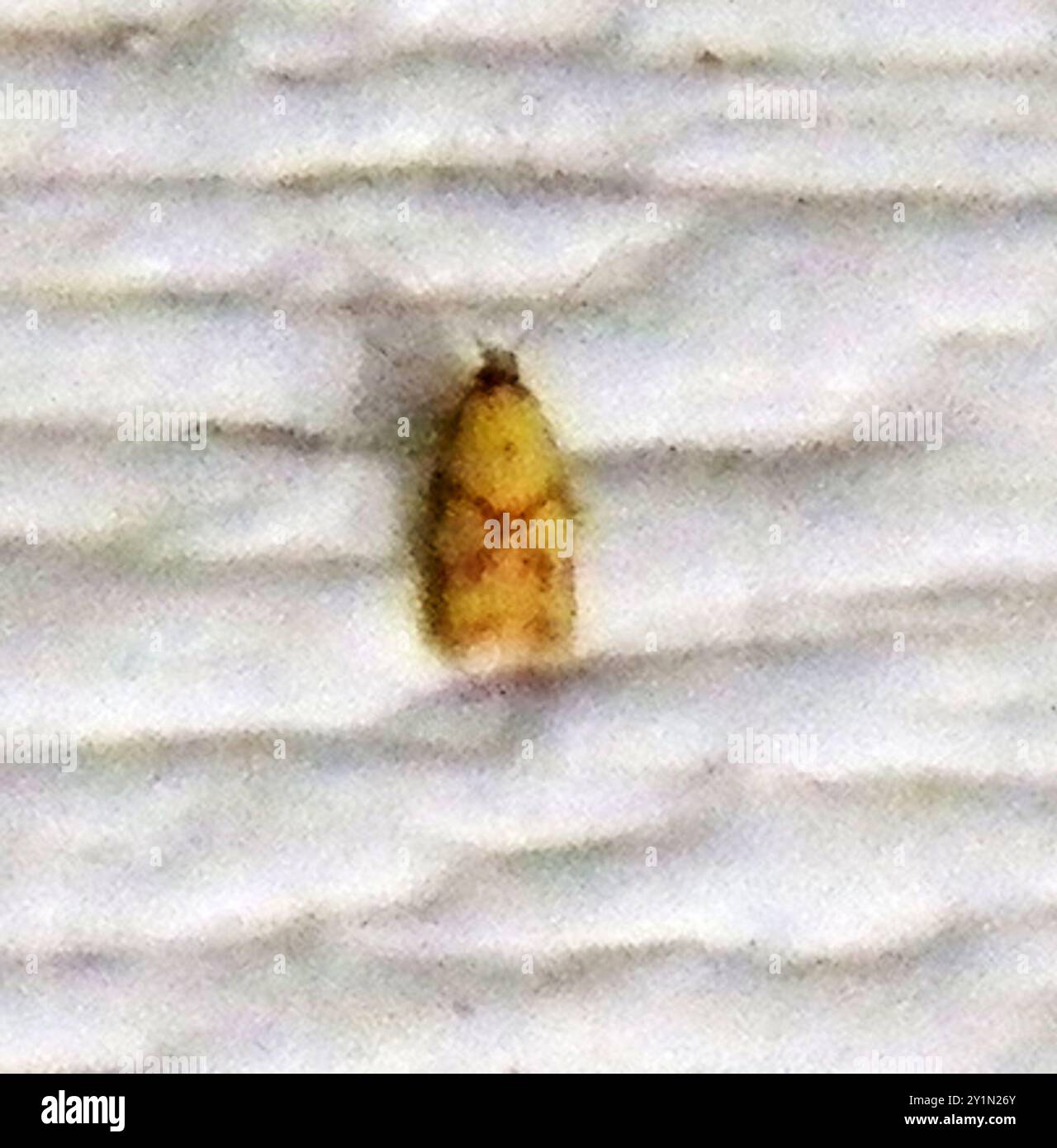 Sparganothis Fruitworm Moth (Sparganothis sulfureana) Insecta Stock ...