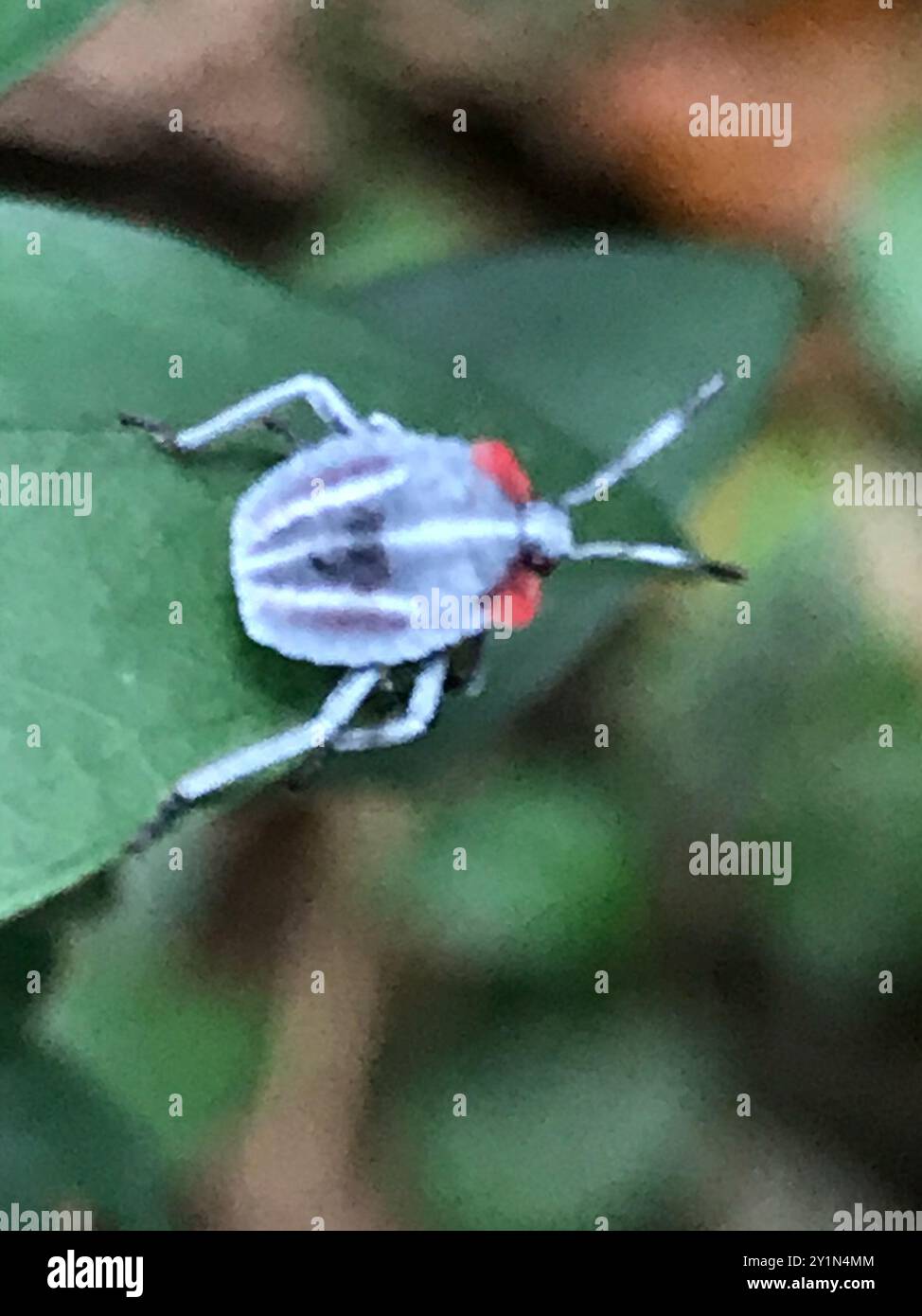 Licheee Insect Lychee stink bug hi-res stock photography and images - Alamy