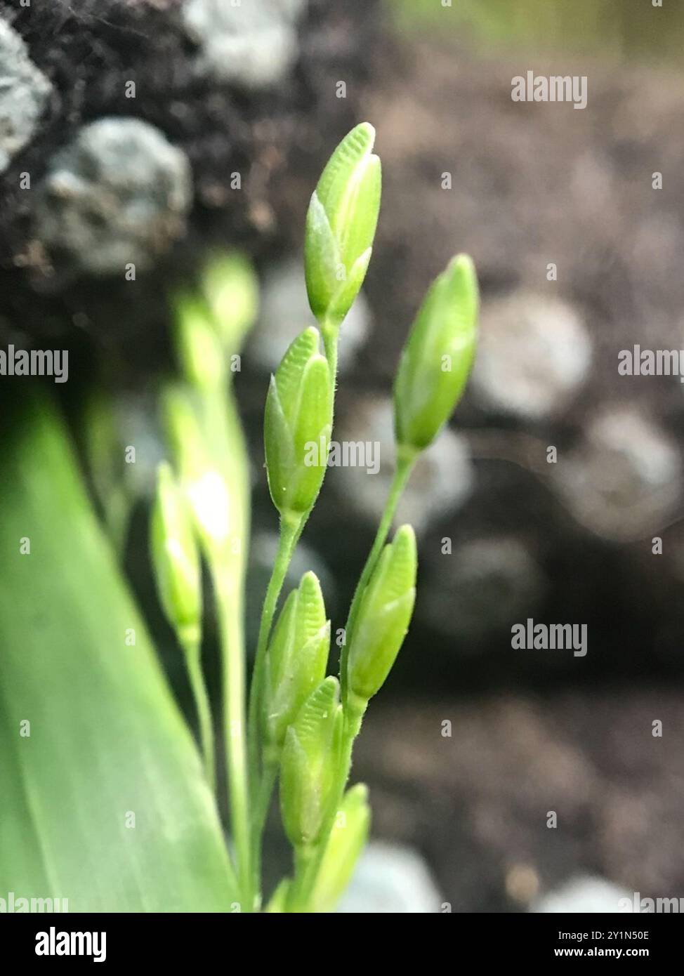 Ehrharta erecta hi-res stock photography and images - Alamy