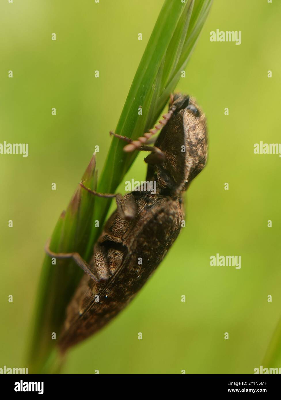 Dingy Insect Mottled dingy-brown click beetle (Agrypnus murinus) Insecta Stock Photo ...
