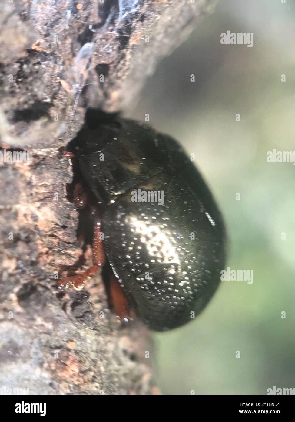 Bronzing Insects Bronze Beetle (Chrysolina bankii) Insecta Stock Photo - Alamy