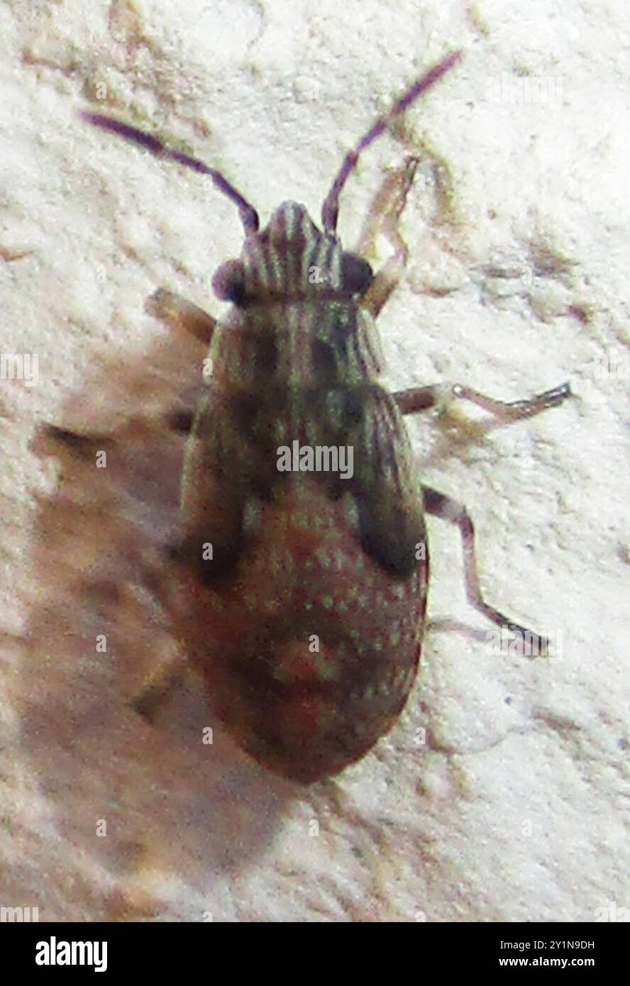 Nysus Insect False chinch bugs hi-res stock photography and images - Alamy