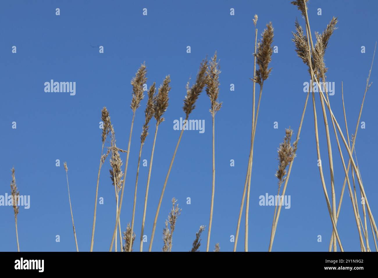 European reed (Phragmites australis australis) Plantae Stock Photo - Alamy
