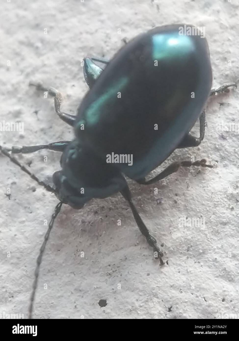 Altica beetle hi-res stock photography and images - Alamy