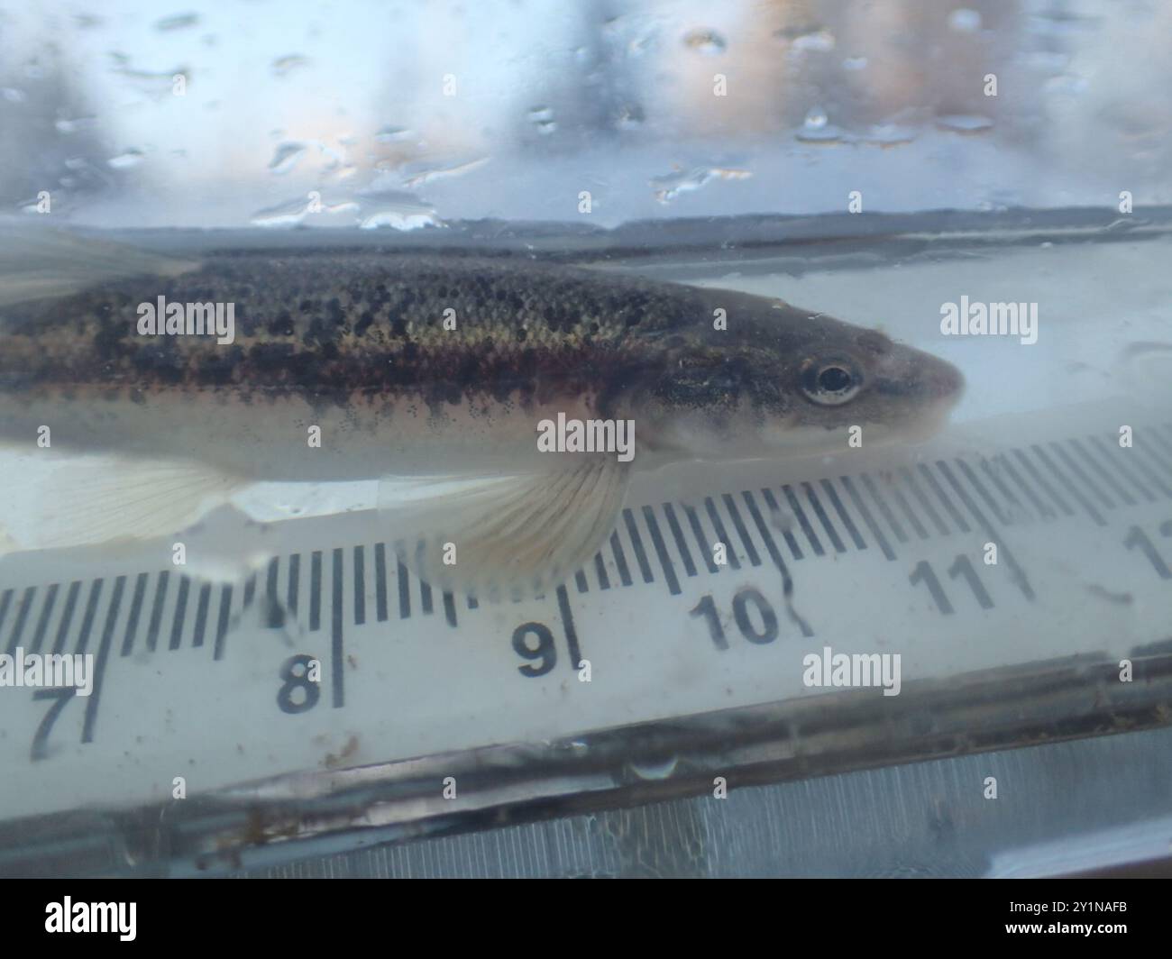 Western Blacknose Dace (Rhinichthys obtusus) Actinopterygii Stock Photo