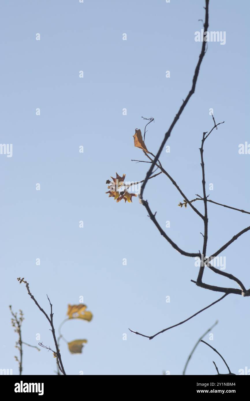 Kashmir tree (Gmelina arborea) Plantae Stock Photo - Alamy