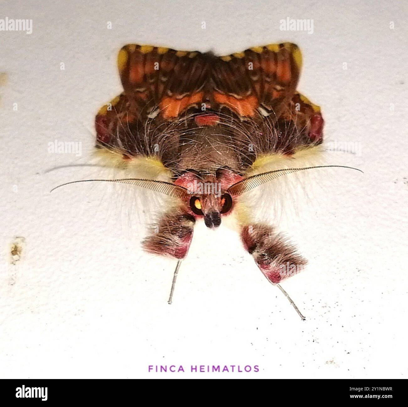 Walker's Moth (Sosxetra grata) Insecta Stock Photo - Alamy
