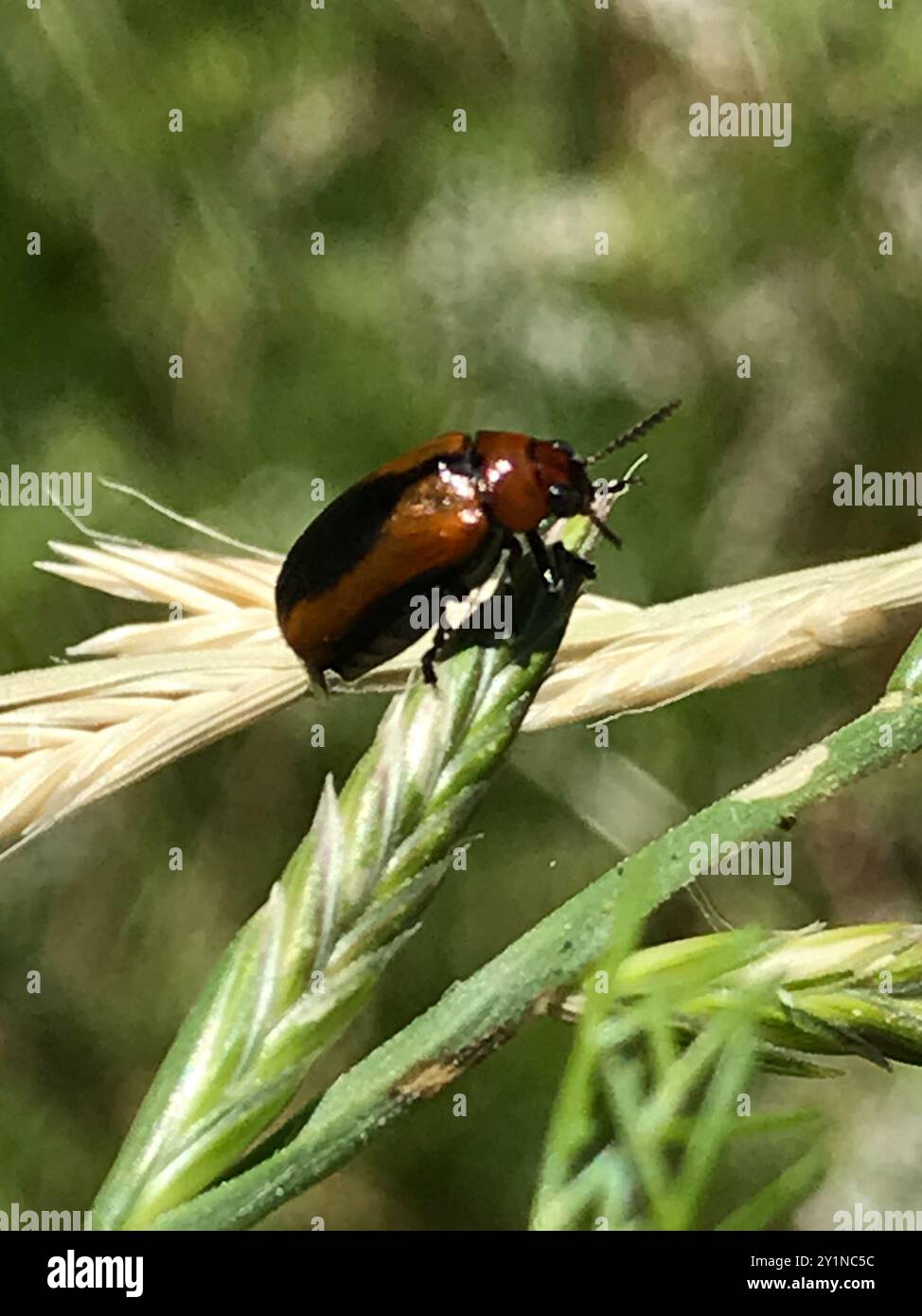 Clay-colored Leaf Beetle (Anomoea laticlavia) Insecta Stock Photo - Alamy