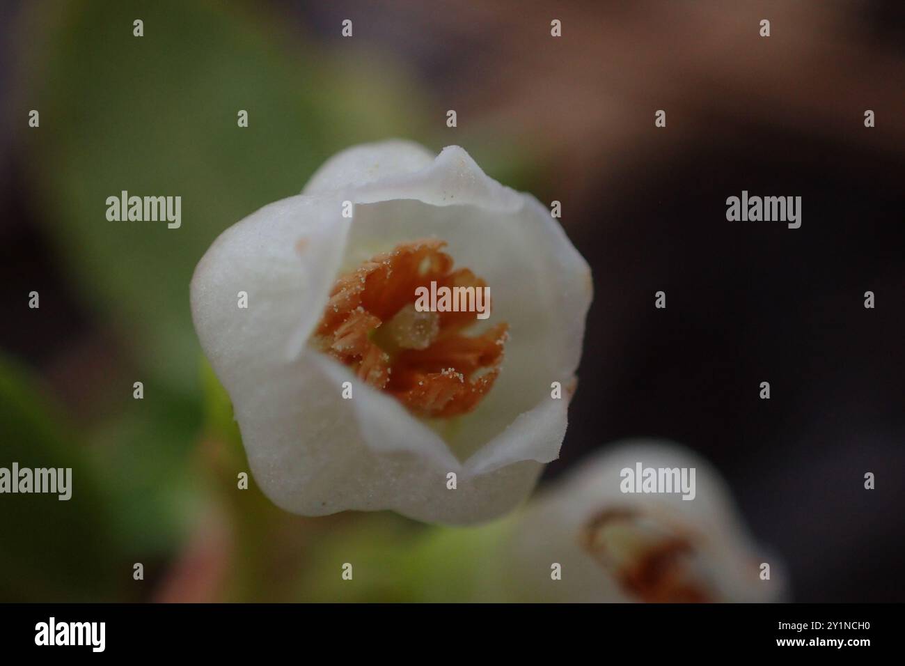 Creeping Blueberry (Vaccinium crassifolium) Plantae Stock Photo - Alamy