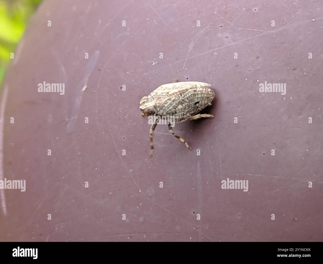 (Issus coleoptratus) Insecta Stock Photo - Alamy