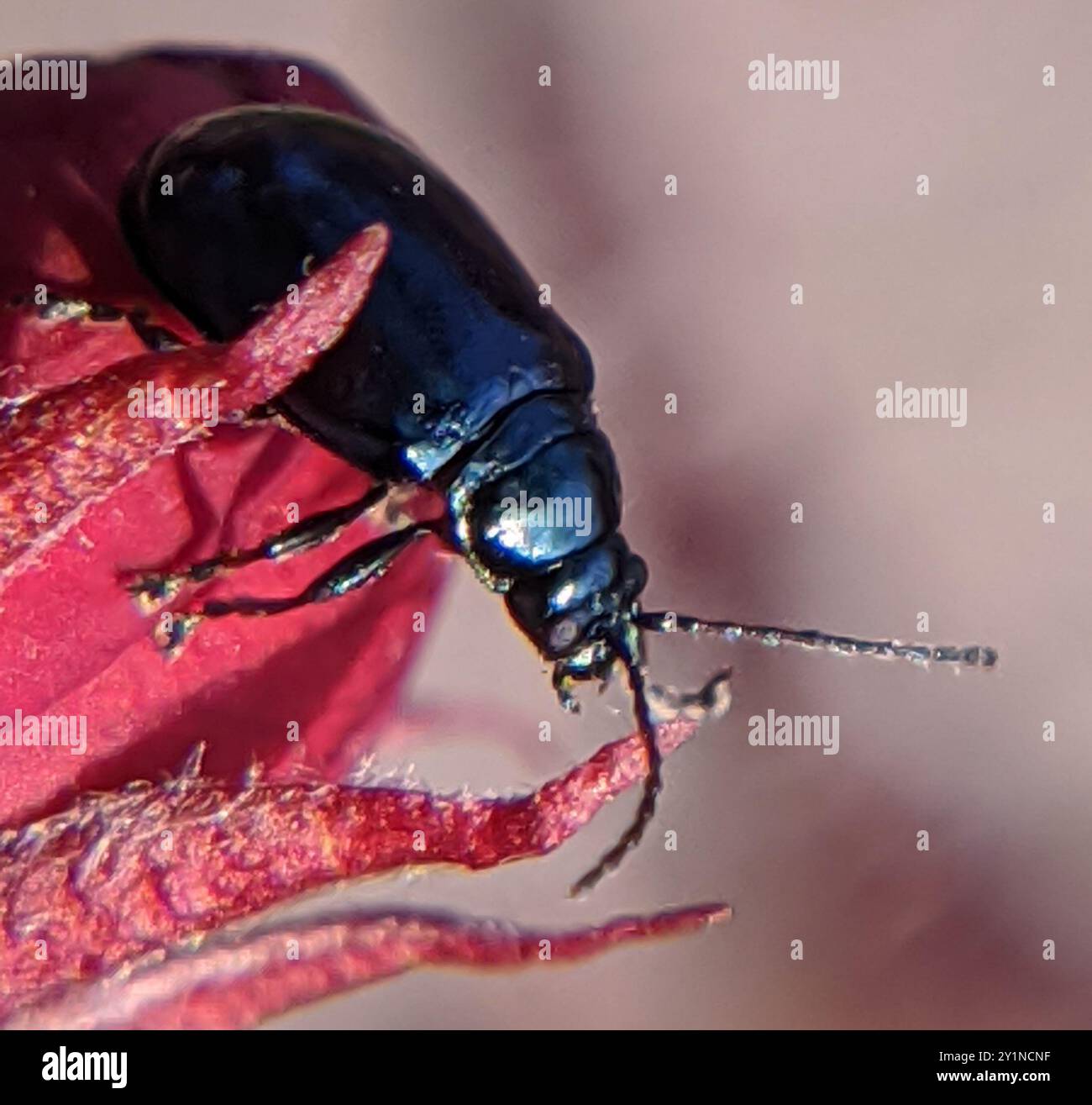 Grape flea beetle hi-res stock photography and images - Alamy
