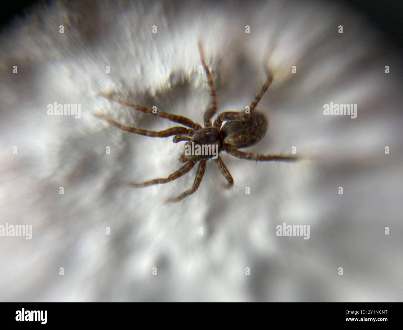 Common Forest Wolf Spider Complex (Pardosa lugubris) Arachnida Stock