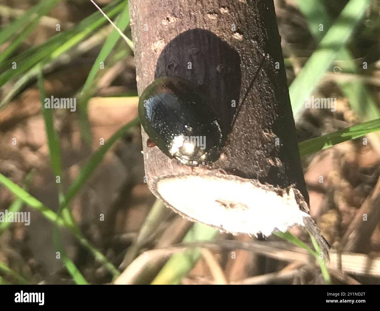 Bronzing Insects Bronze Beetle (Chrysolina bankii) Insecta Stock Photo - Alamy