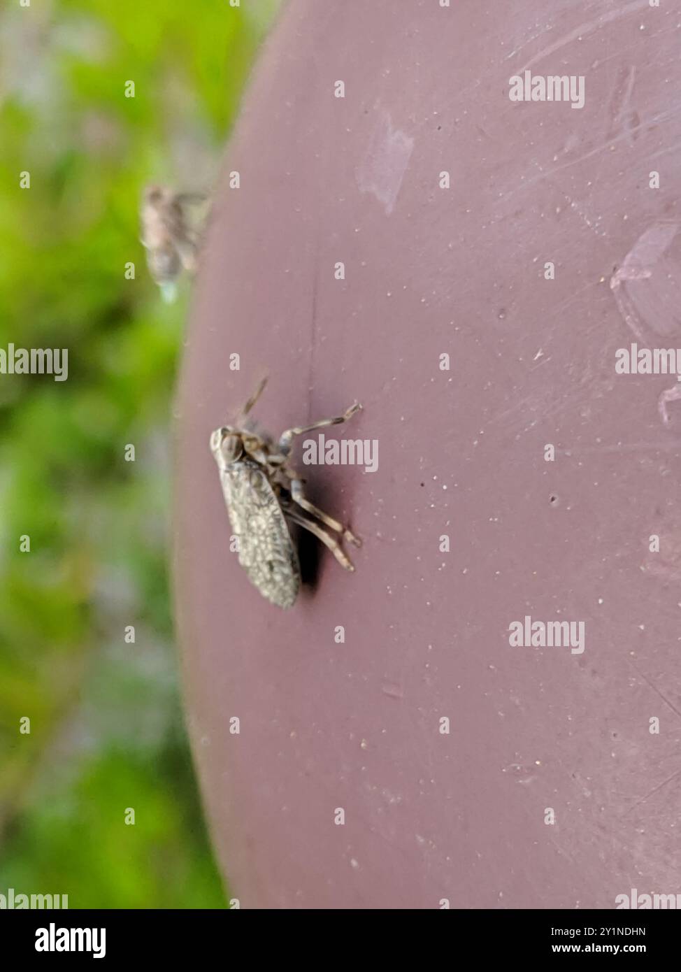 (Issus coleoptratus) Insecta Stock Photo - Alamy