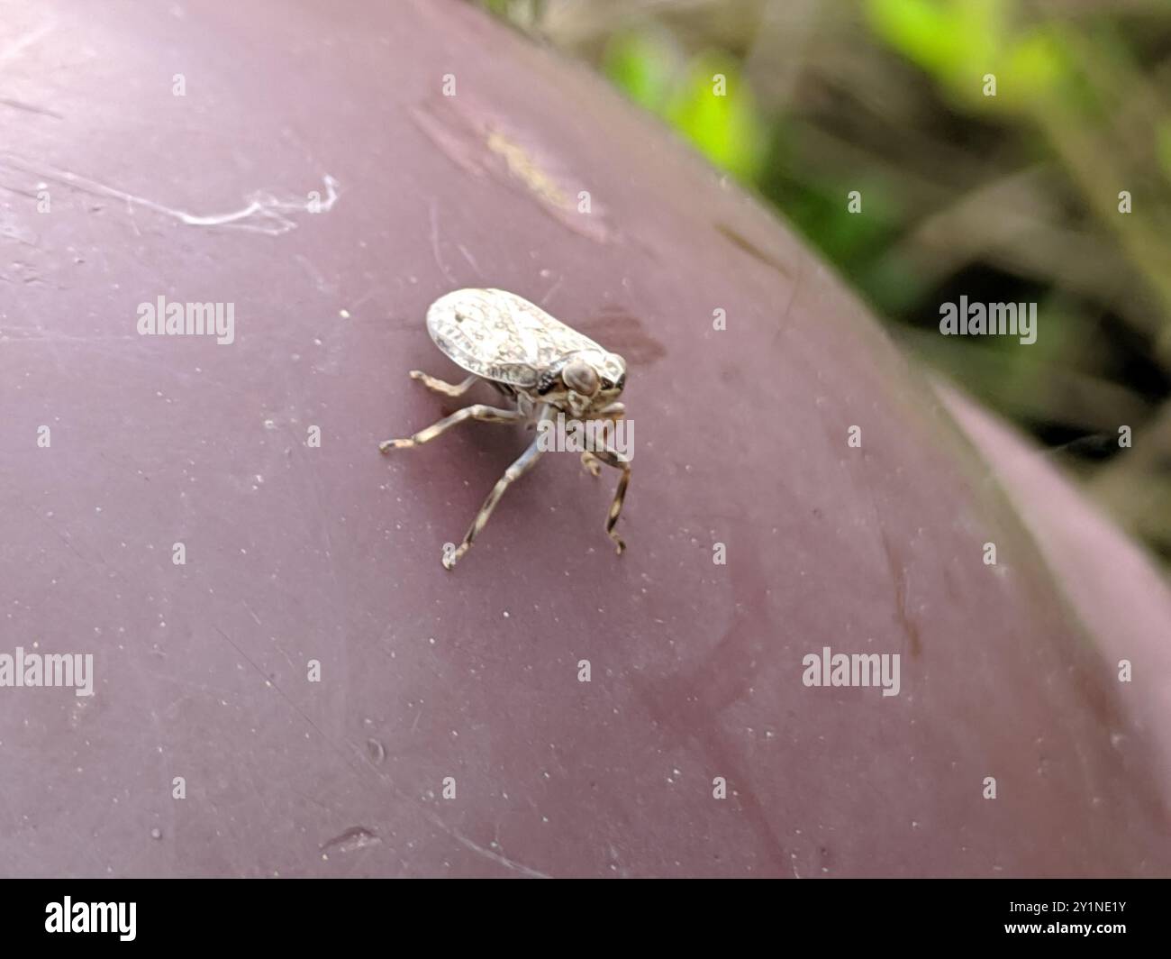 (Issus coleoptratus) Insecta Stock Photo - Alamy