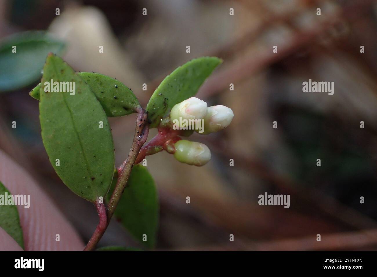 Creeping Blueberry (Vaccinium crassifolium) Plantae Stock Photo - Alamy