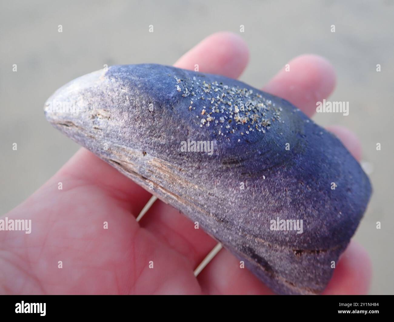 Blue Mussel (Mytilus edulis) Mollusca Stock Photo - Alamy