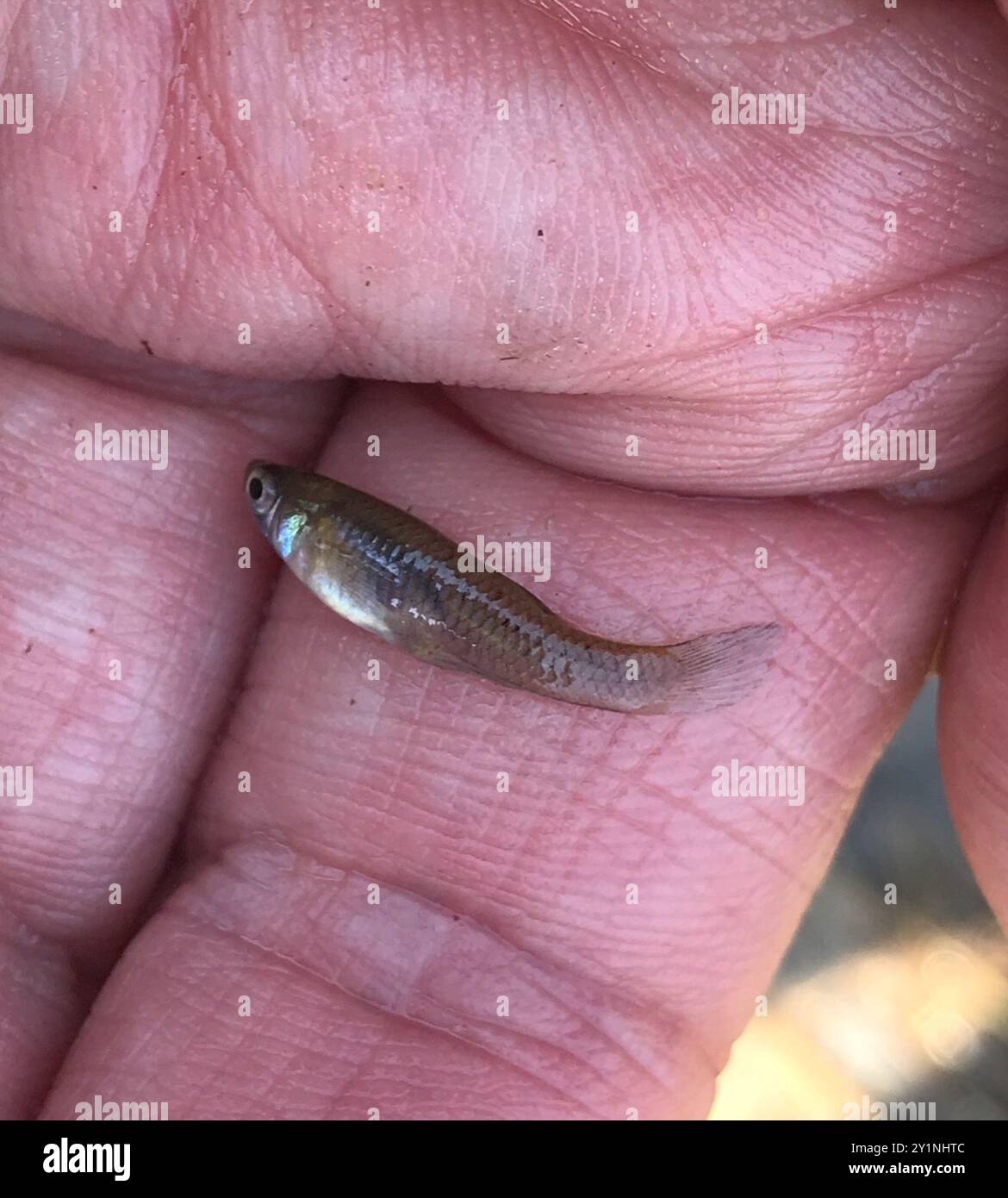 Western Mosquitofish (Gambusia affinis) Actinopterygii Stock Photo - Alamy