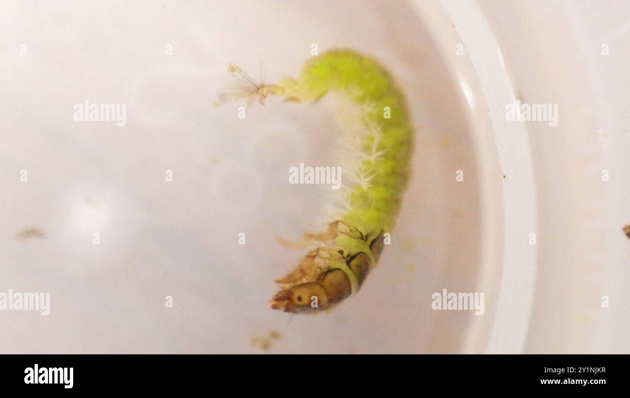 Little Sister Sedges (Cheumatopsyche) Insecta Stock Photo - Alamy