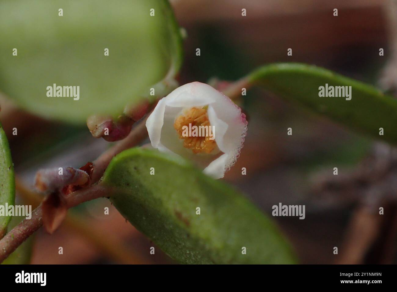 Creeping Blueberry (Vaccinium crassifolium) Plantae Stock Photo - Alamy
