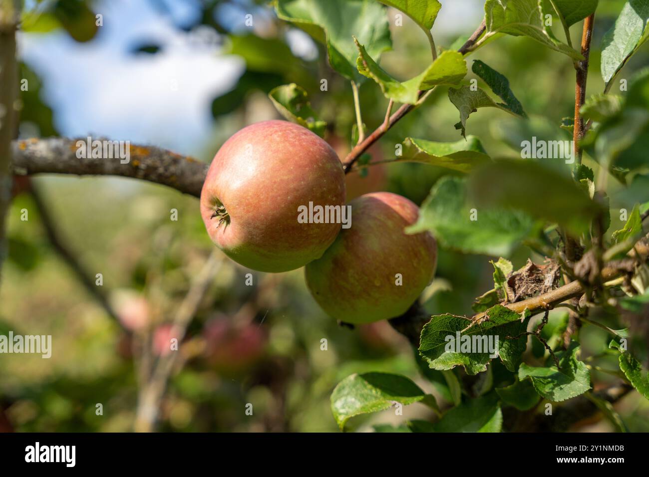 Fresh ripe red apples growing on apple tree branch Stock Photo - Alamy