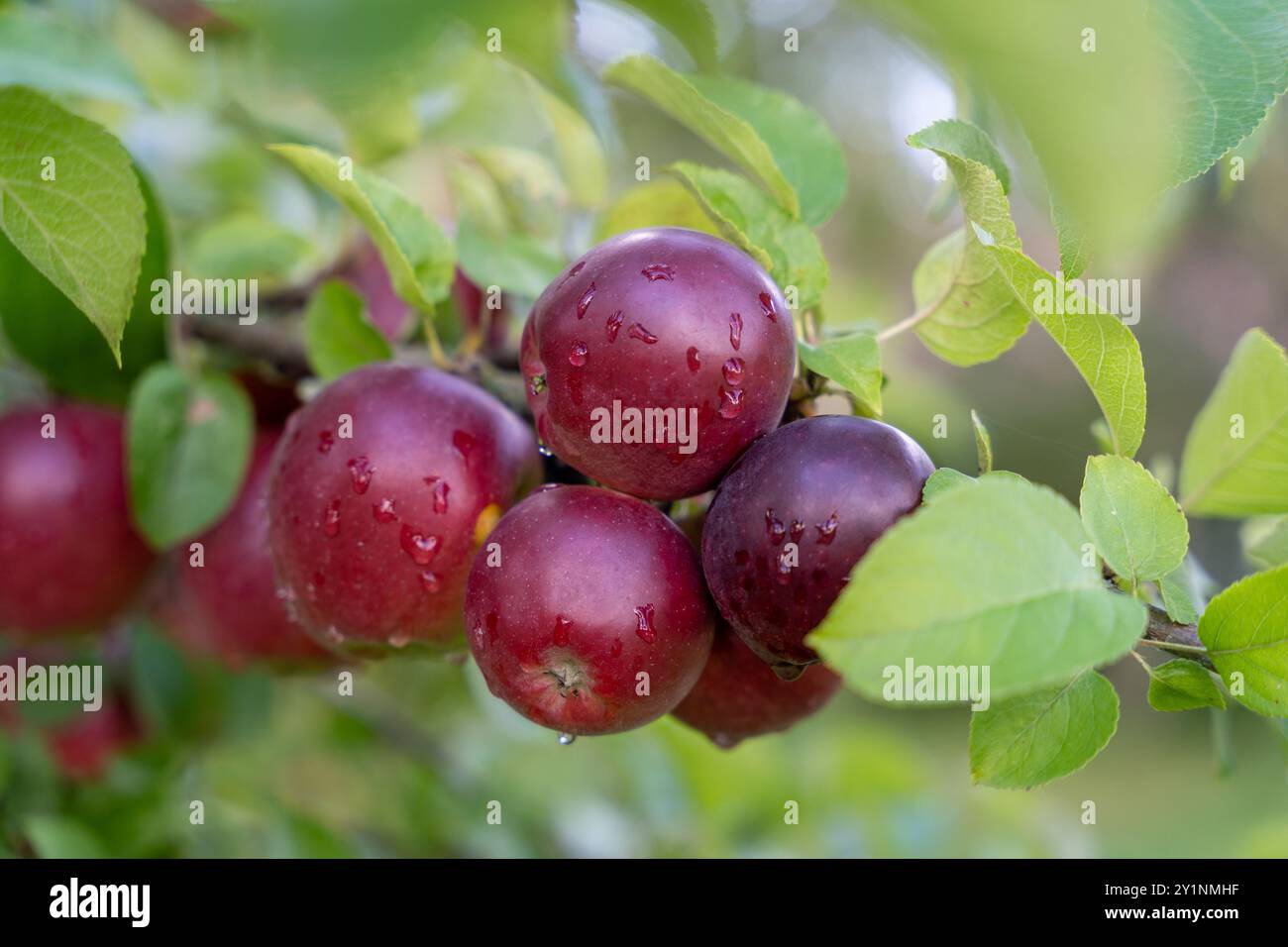 Fresh ripe red apples growing on apple tree branch Stock Photo - Alamy
