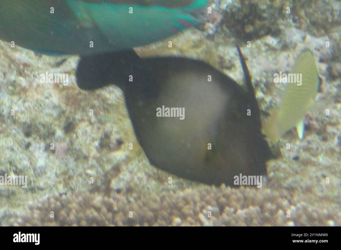 Broom Filefish (Amanses scopas) Actinopterygii Stock Photo - Alamy