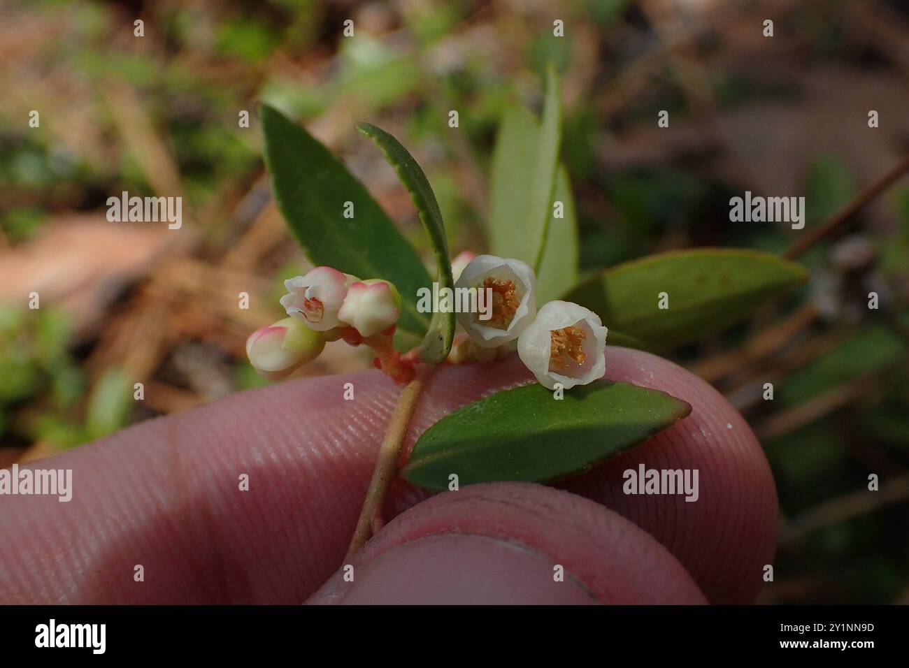 Creeping Blueberry (Vaccinium crassifolium) Plantae Stock Photo - Alamy