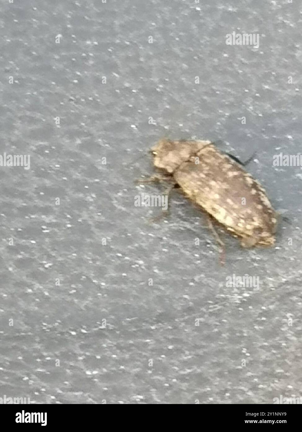 Dingy Insect Mottled dingy-brown click beetle (Agrypnus murinus) Insecta Stock Photo ...