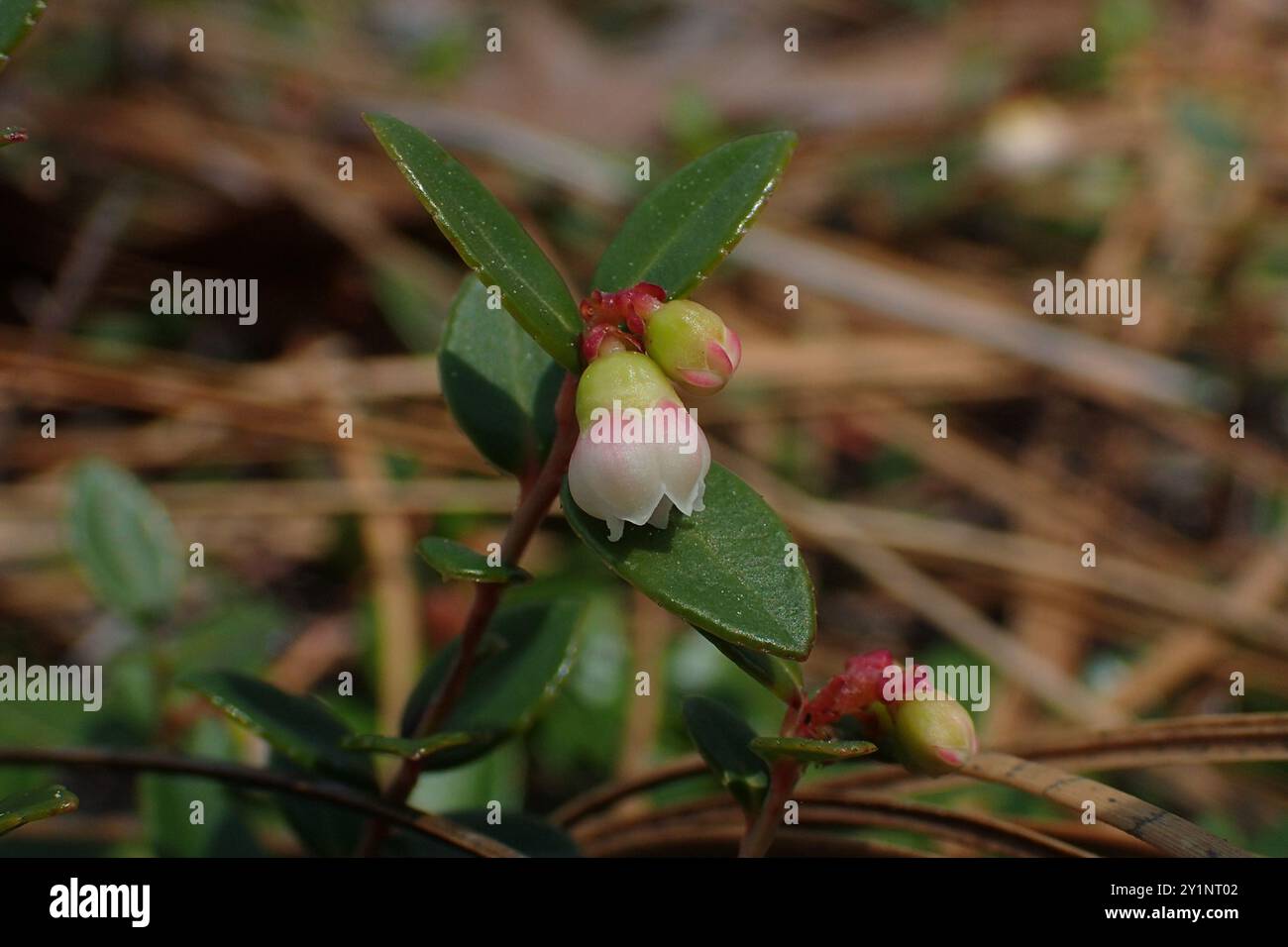 Creeping Blueberry (Vaccinium crassifolium) Plantae Stock Photo - Alamy