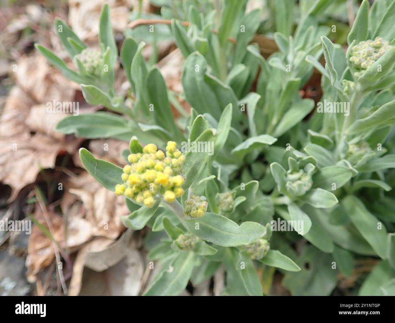 dicots (Magnoliopsida) Plantae Stock Photo - Alamy