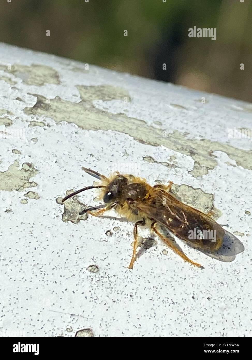 Early Mining Bee (Andrena haemorrhoa) Insecta Stock Photo - Alamy