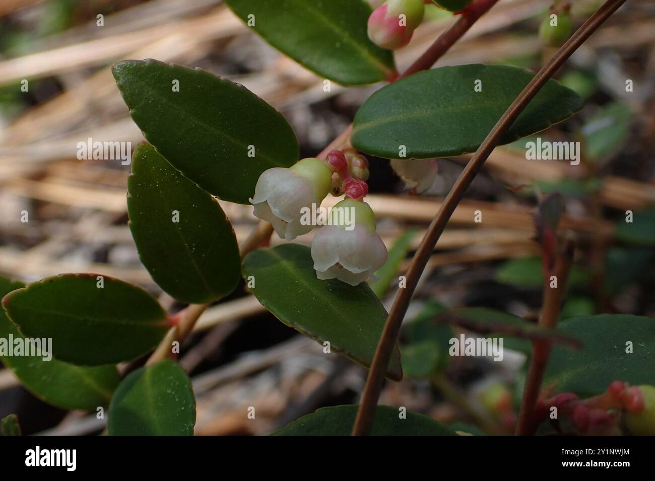 Creeping Blueberry (Vaccinium crassifolium) Plantae Stock Photo - Alamy