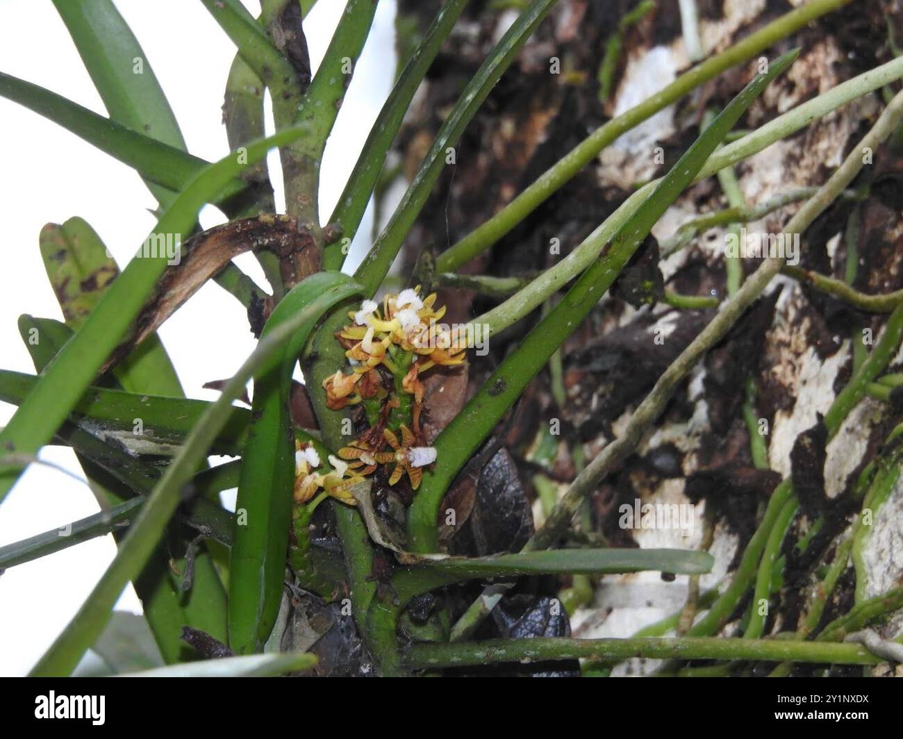 Acampe hi-res stock photography and images - Alamy