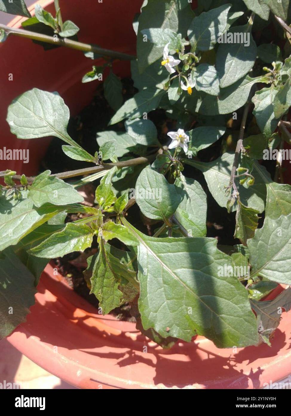 black nightshade (Solanum nigrum) Plantae Stock Photo - Alamy