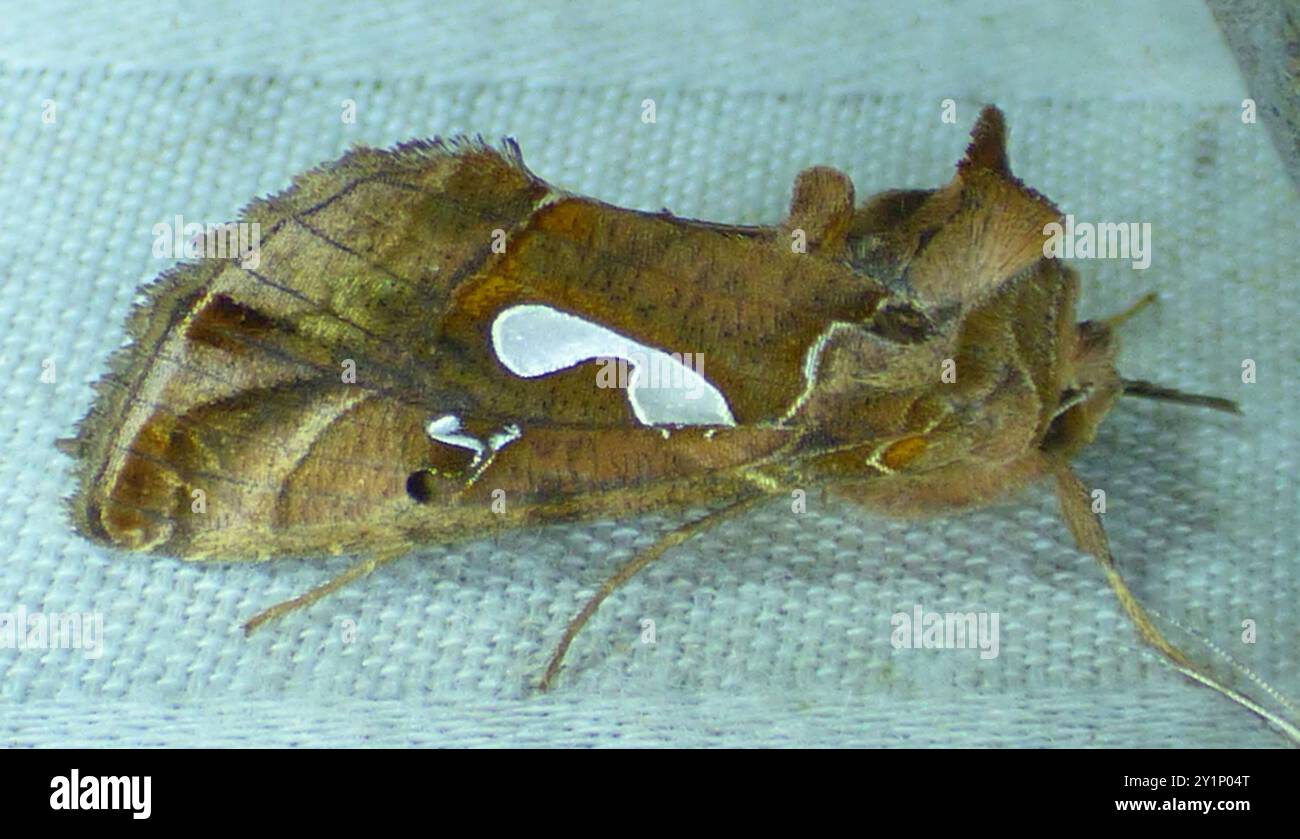 Bilobed Looper Moth (Megalographa biloba) Insecta Stock Photo - Alamy