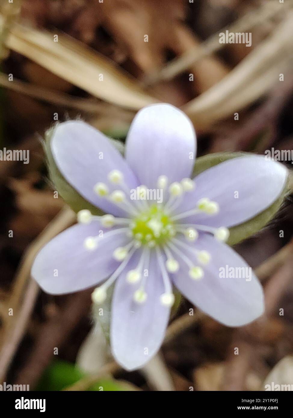 sharp-lobed hepatica (Hepatica acutiloba) Plantae Stock Photo - Alamy