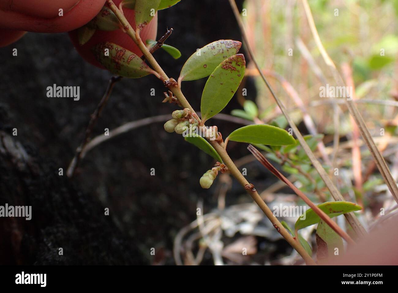 Creeping Blueberry (Vaccinium crassifolium) Plantae Stock Photo - Alamy