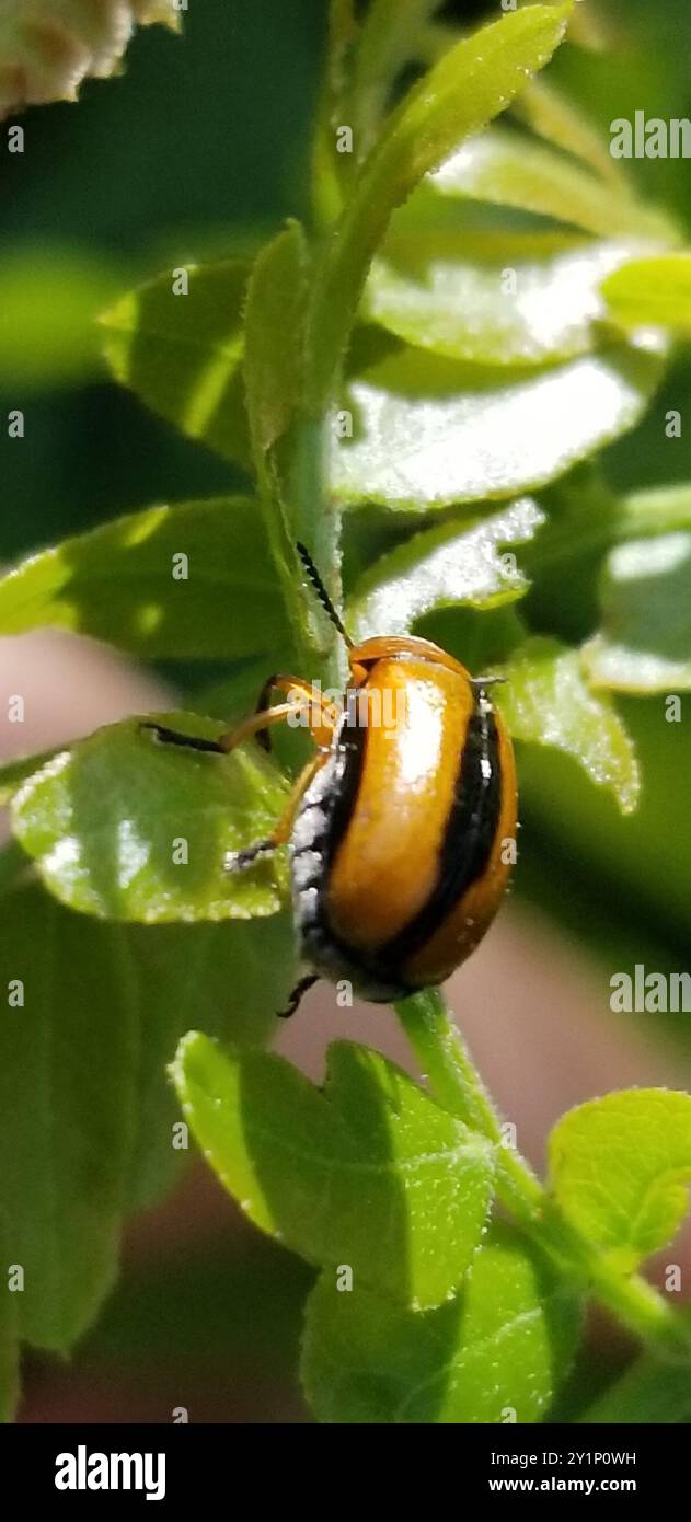 Clay-colored Leaf Beetle (Anomoea laticlavia) Insecta Stock Photo - Alamy