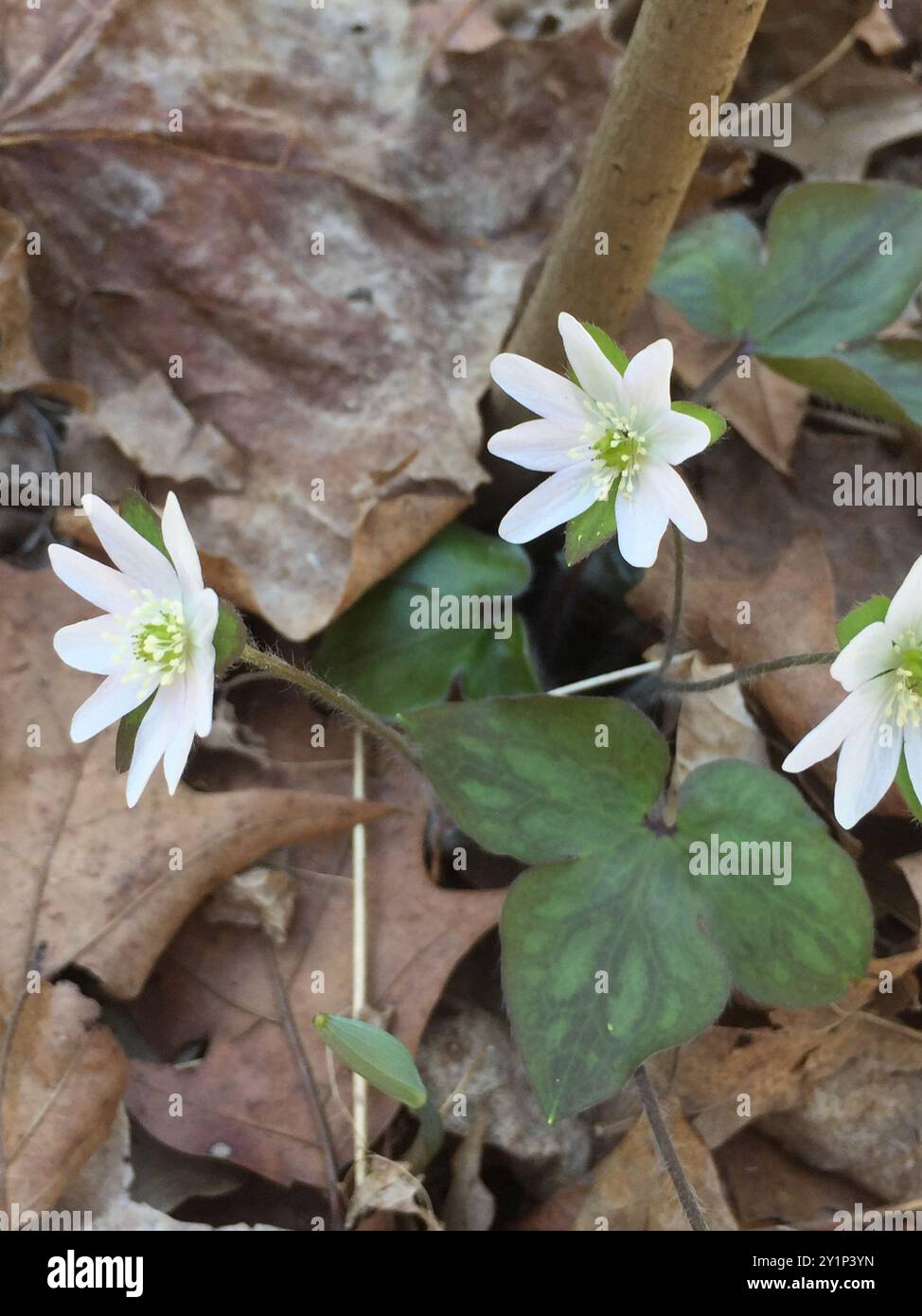 sharp-lobed hepatica (Hepatica acutiloba) Plantae Stock Photo - Alamy