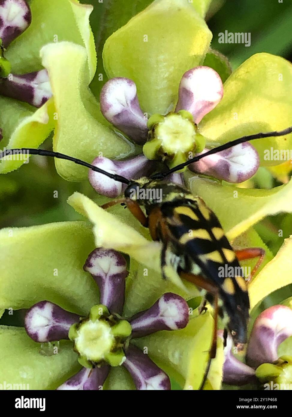 Zabre Insecte Zebra longhorn beetle hi-res stock photography and images - Alamy