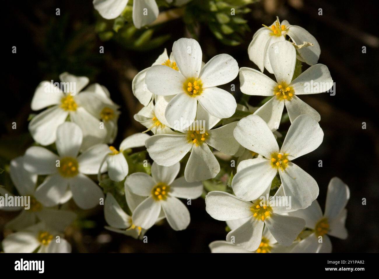 Sierra Linanthus (Leptosiphon pachyphyllus) Plantae Stock Photo - Alamy