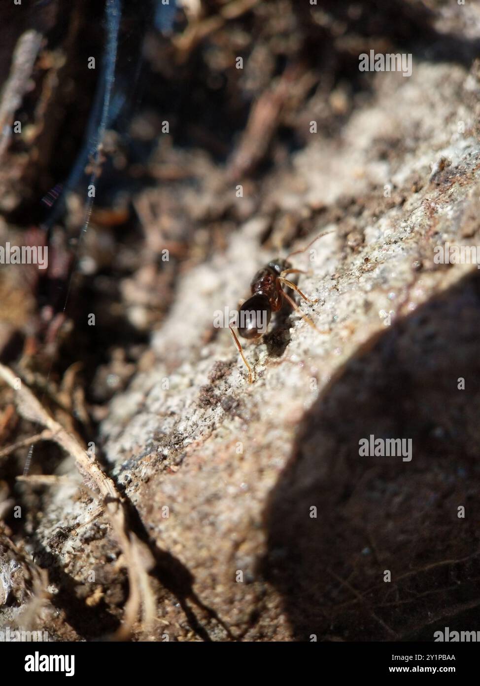 Shaded Insect Lasius aphidicola hi-res stock photography and images - Alamy