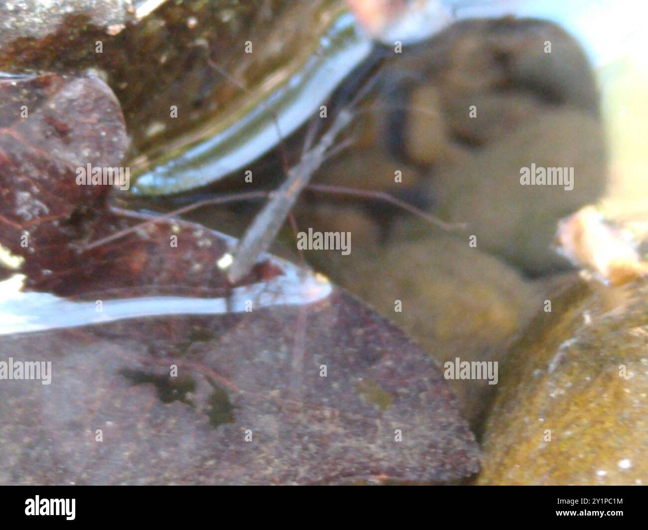 Common Water Measurer (Hydrometra stagnorum) Insecta Stock Photo - Alamy