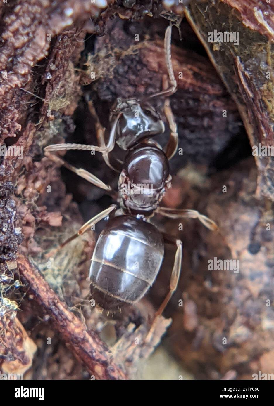 Cell Shaded Insect Lasius aphidicola hi-res stock photography and images - Alamy