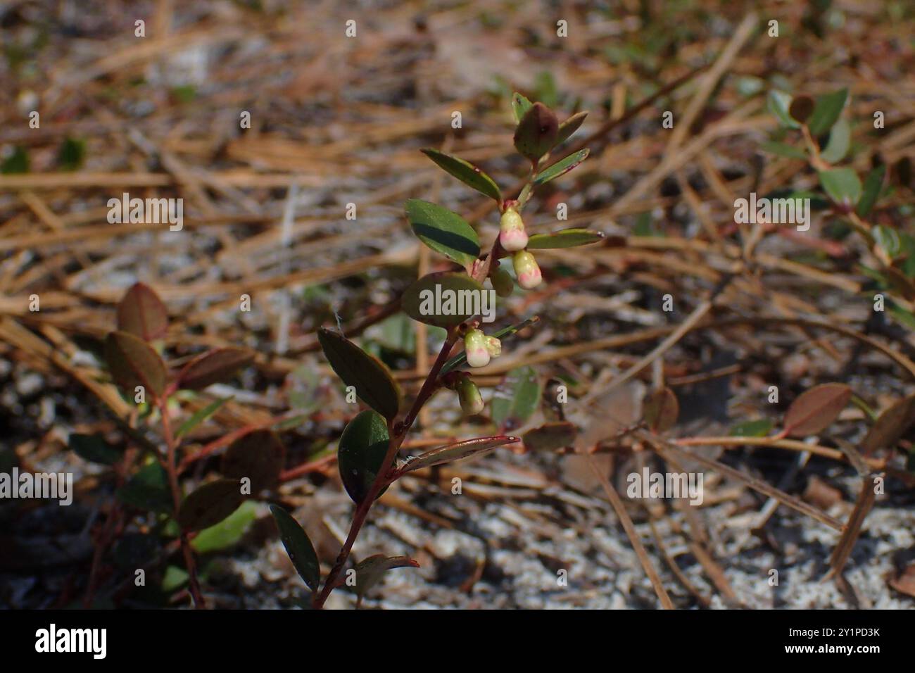 Creeping Blueberry (Vaccinium crassifolium) Plantae Stock Photo - Alamy